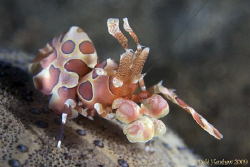"One Armed Bandit" Harlequin Shrimp Full Frame. Nikon D20... by Debi Henshaw 